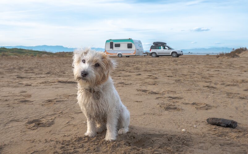 All four-legged friends are happy to have an extra dose of attention! | © CamperStyle.de